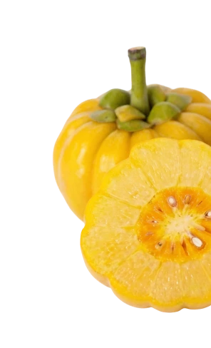 Garcinia cambogia fruit ingredient